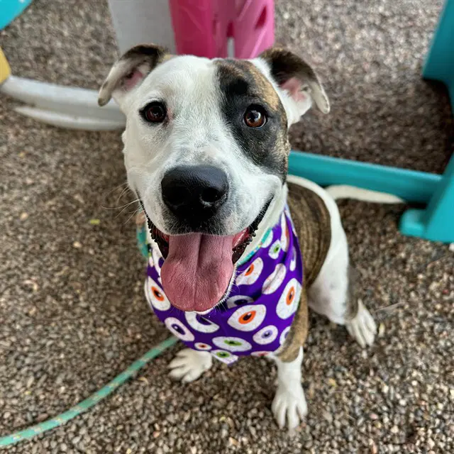 Quickly - American Pit Bull Terrier
