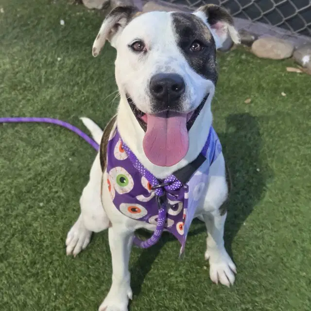 Quickly - American Pit Bull Terrier
