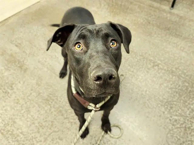 Mariposa - American Pit Bull Terrier