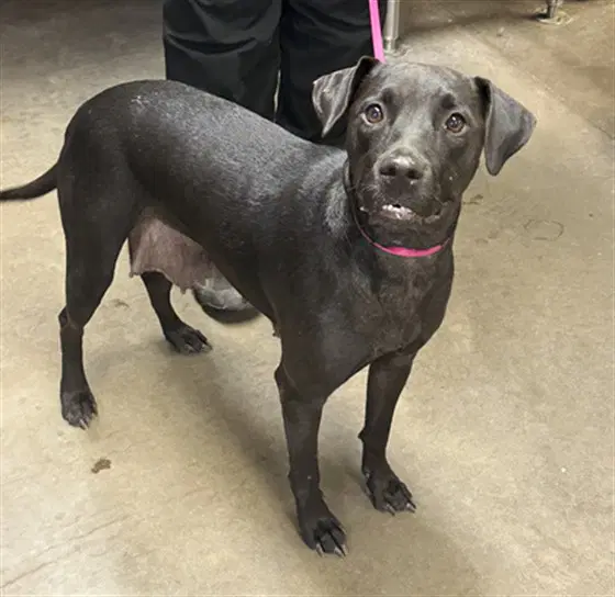 Dorothy - American Pit Bull Terrier