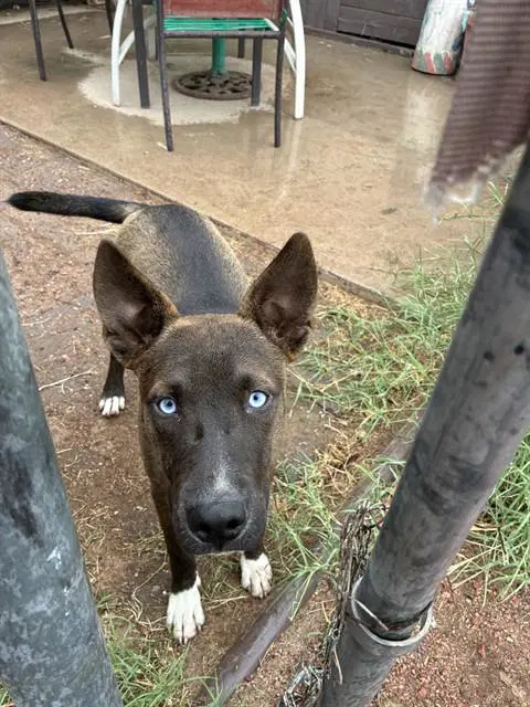 Jagger - Belgian Shepherd Malinois