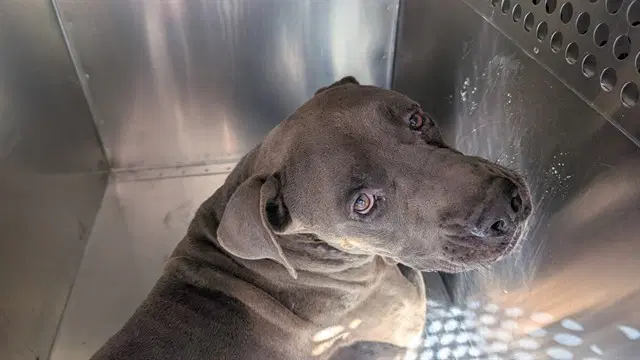 Darwin - American Pit Bull Terrier
