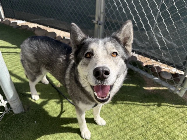 Husky