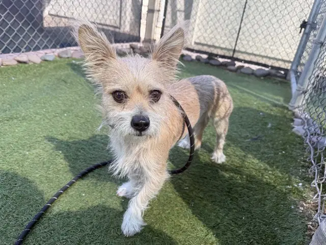 Gatsby - Cairn Terrier