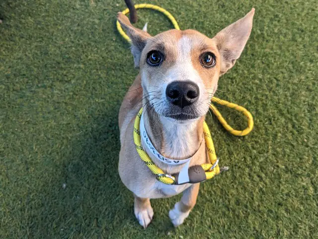 Taffy - Chihuahua