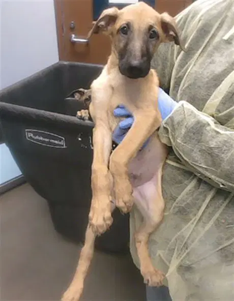 Cassian - Belgian Shepherd Malinois