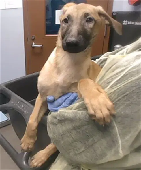 Nemik - Belgian Shepherd Malinois