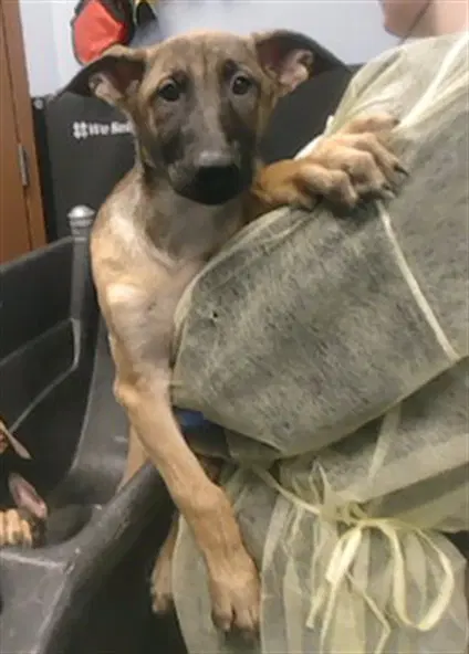 Jyn - Belgian Shepherd Malinois