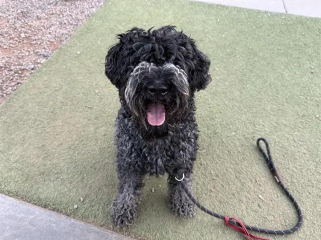 Enrique - Poodle (Standard)