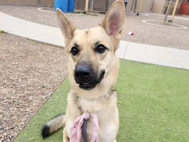 Gigi - German Shepherd Dog