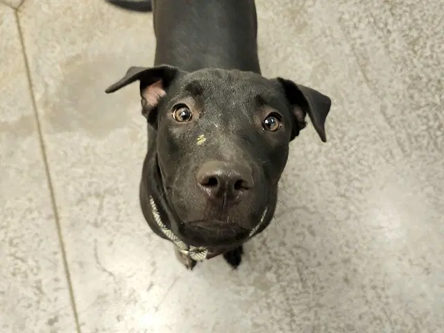 Piglet - American Pit Bull Terrier