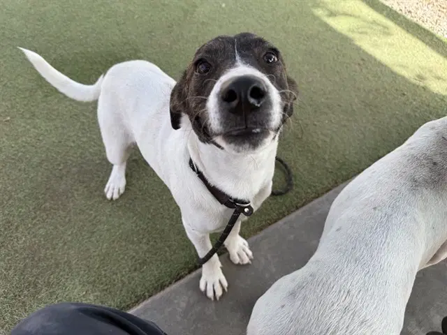 Larry - Labrador Retriever