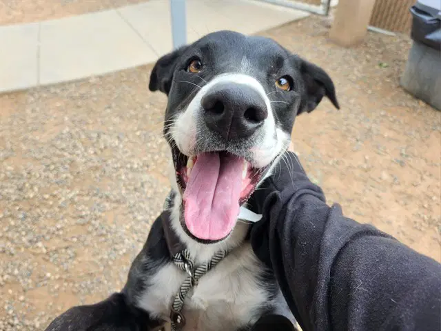 Circus - Border Collie