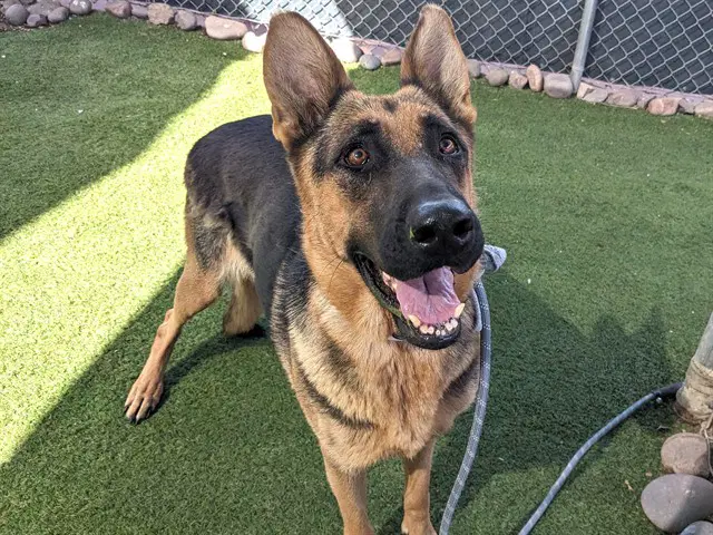 Coral - German Shepherd Dog