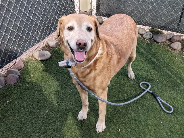 Magnolia - Labrador Retriever