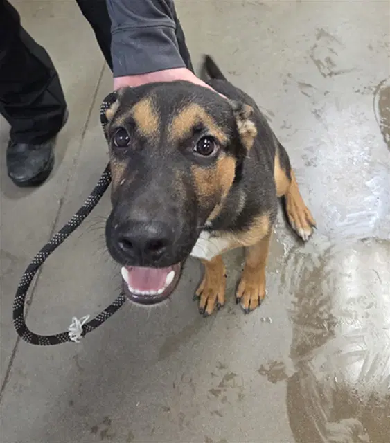 Everest - Belgian Shepherd Malinois