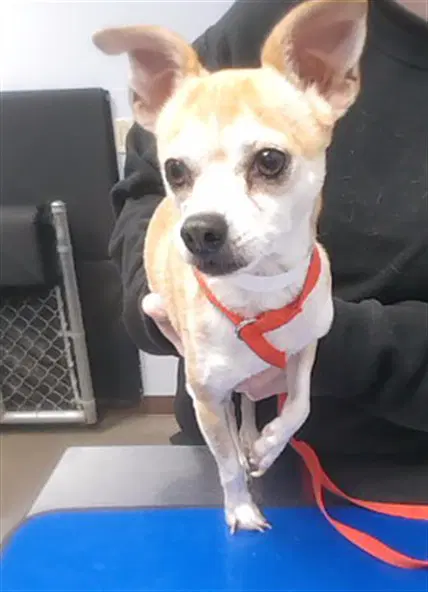 Idaho - Chihuahua
