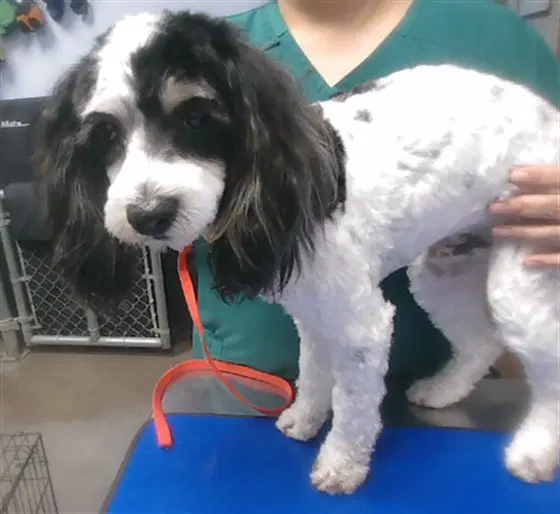Domino - Cocker Spaniel