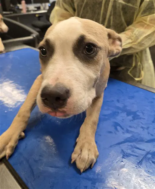 Orange - American Pit Bull Terrier