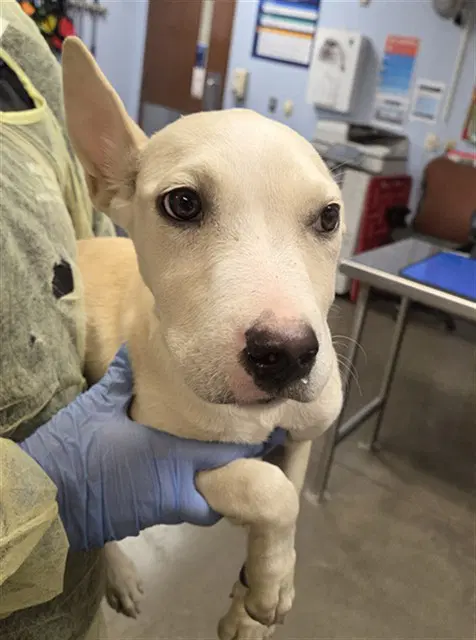 Magenta - American Pit Bull Terrier