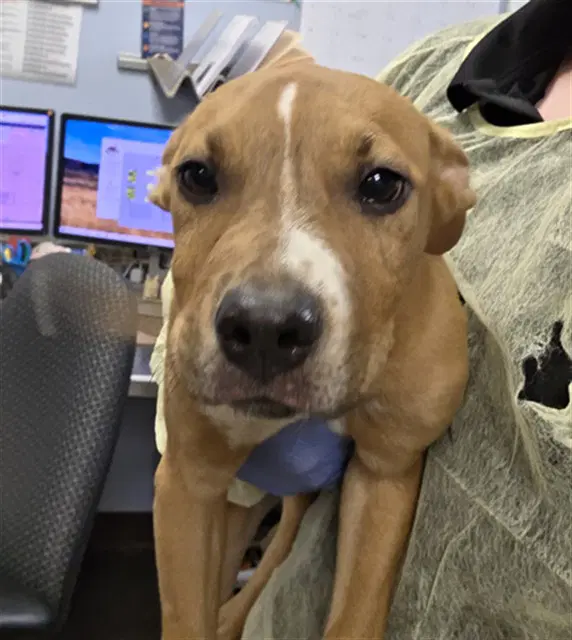 Blue - American Pit Bull Terrier