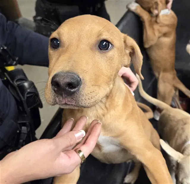 Indigo - American Pit Bull Terrier