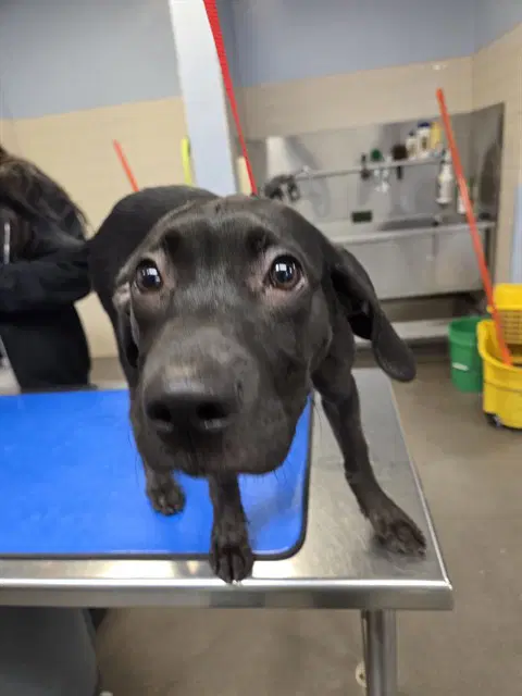 Roxxi - Labrador Retriever