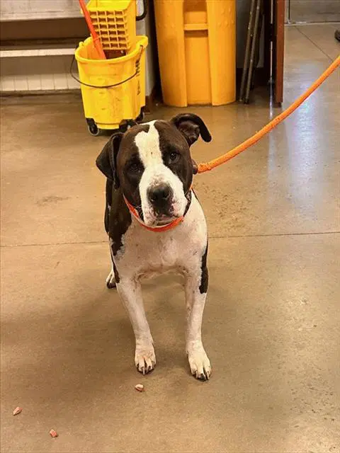 Irene - American Pit Bull Terrier