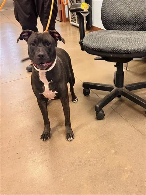 Ethel - American Pit Bull Terrier