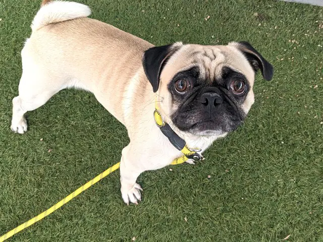 Pugoda - Pug