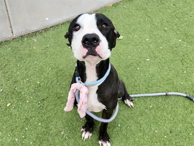 Sushi - American Pit Bull Terrier