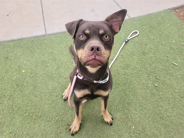 Turtle - American Pit Bull Terrier