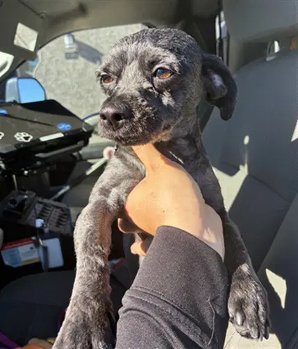 Oodle - Poodle (Miniature)