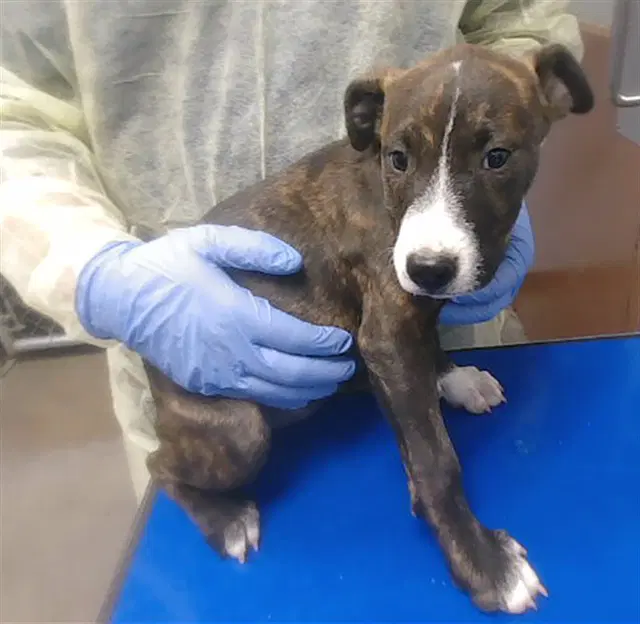 Layne - American Pit Bull Terrier