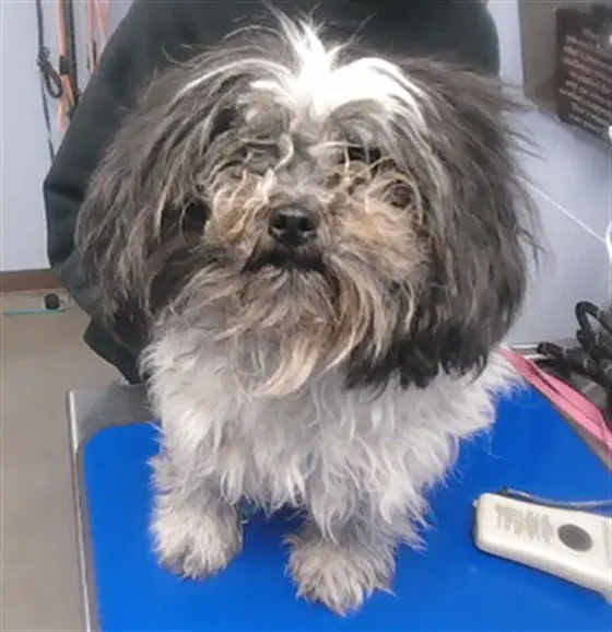 Judy - Shih Tzu