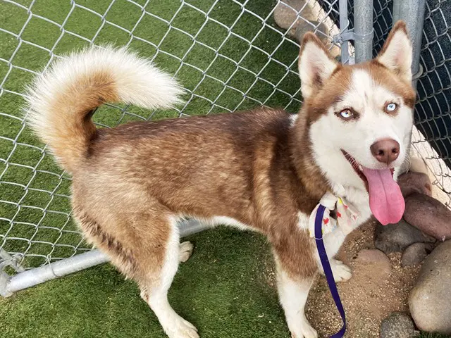 Springy - Siberian Husky