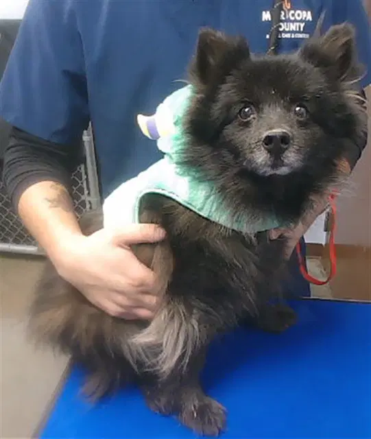 Oso - Pomeranian