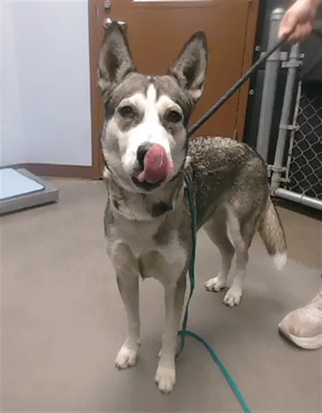 Noah - Siberian Husky