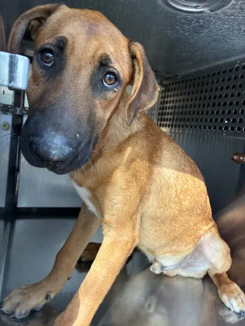 Hoover - Black Mouth Cur