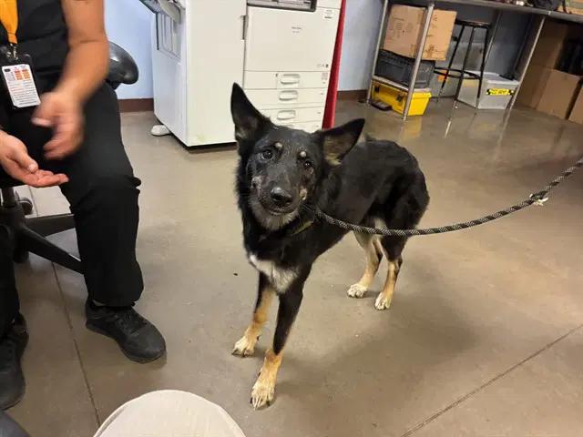 Penny - German Shepherd Dog