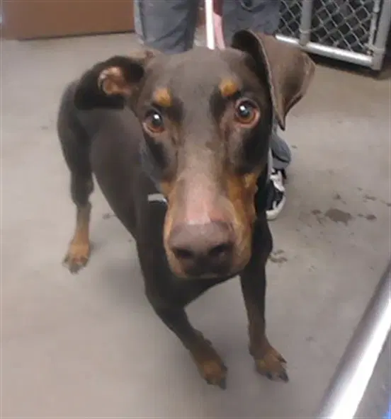 Brownie - Doberman Pinscher