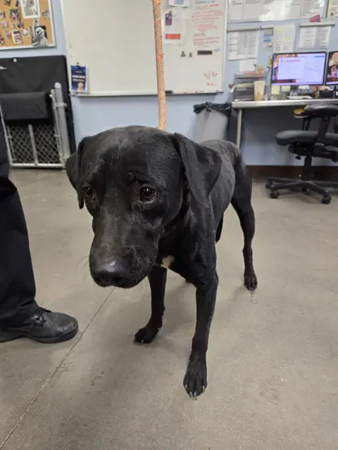 Donald - Labrador Retriever