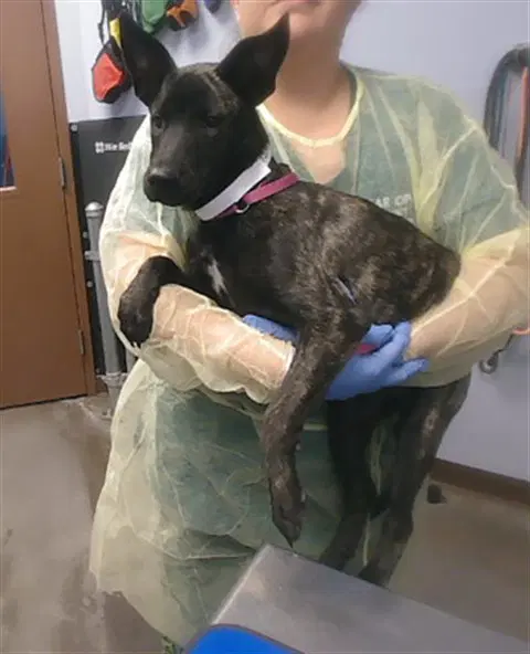 Reika - Belgian Shepherd Malinois