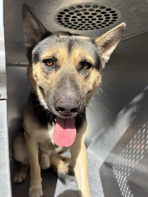 Mellow - German Shepherd Dog
