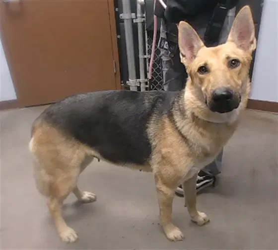 Vera - German Shepherd Dog