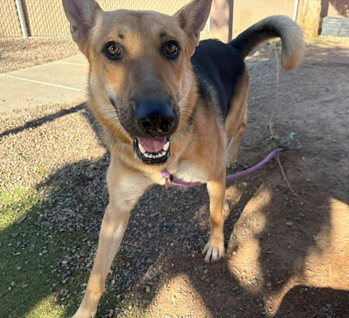 Vera, German Shepherd Dog (medium coat)