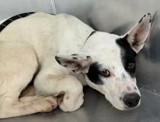 Zero - Australian Cattle Dog/Blue Heeler