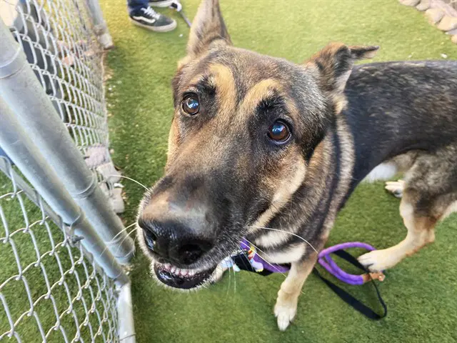 Parker - German Shepherd Dog