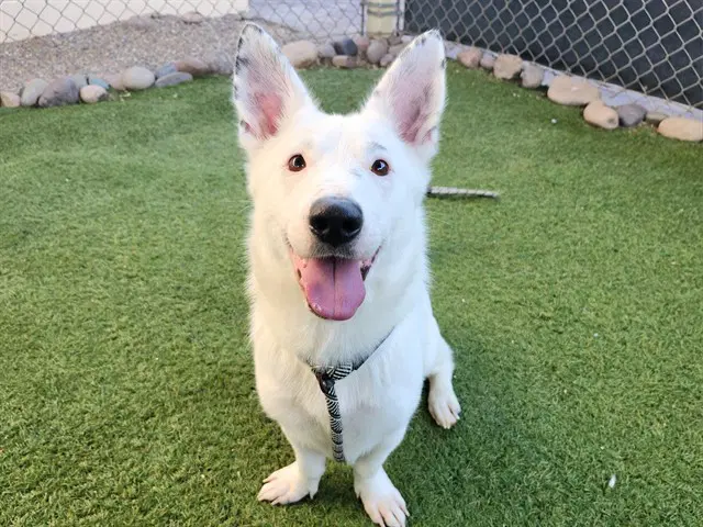 Piper - Pembroke Welsh Corgi