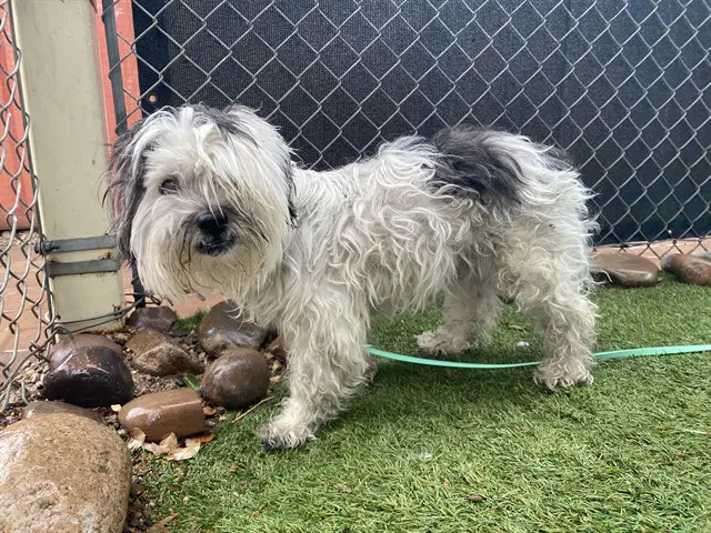 Benson - Lhasa Apso